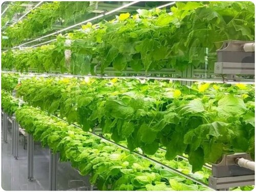 Growing crops with jolt of electricity, Farmers, Better Crop, electricity and crop, agriculture, farmers income, environmental challenges, modern agriculture, science news, verticle farming, New Crop Technology, fourth agricultural revolution, electrical gorticulture, sustainable agriculture, productive agriculture, Agriculture Scientist, बिजली के झटकों से फसल में बढ़ोतरी, खेती में बिजली का इस्तेमाल, कृषि बीजों को बिजली के झटके, बिजली और खेती, कृषि वैज्ञानिक, आधुनिक खेती, वर्टिकल फार्मिंग, चौथी कृषि क्रांति
