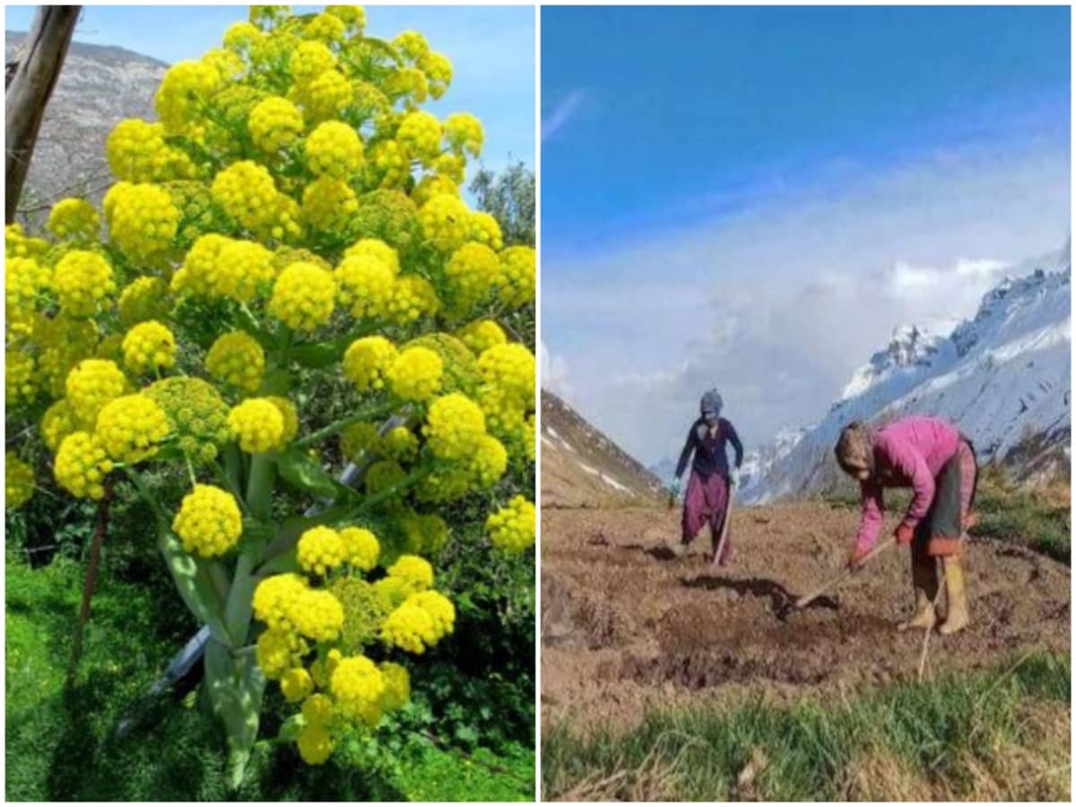 मुस्लिम देशों से आती है खाने का जायका बढ़ाने वाली हींग, अब भारत में जल्