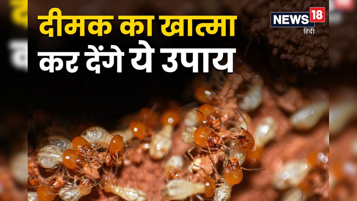 क्या आपके भी फर्नीचर में लग है दीमक? बिल्कुल न हों परेशान, 5 आसान उपाय करें फॉलो, नजर नहीं आएगा एक भी कीट