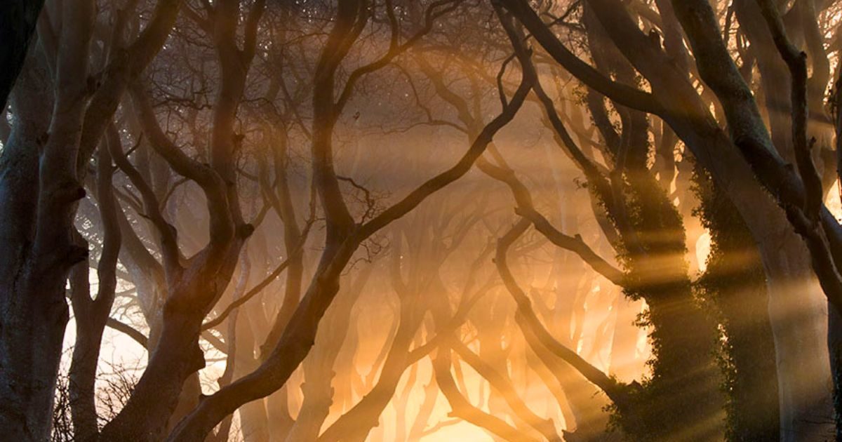 The Dark Hedges:अनोखी सुरंग, जहां शांत सड़क पर एक दूसरे को गले लगाते नजर आते पेड़, 250 साल पुराना रिश्ता