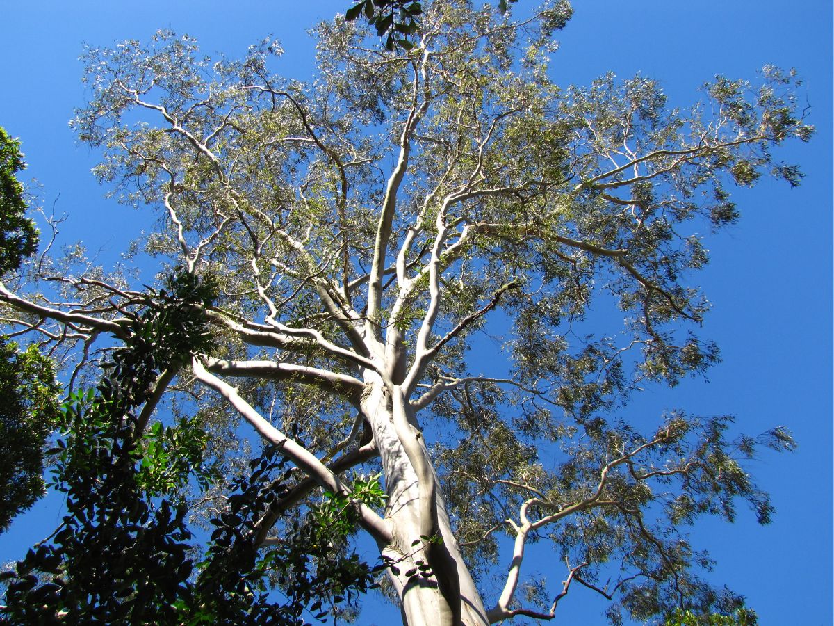 सिर्फ 5 साल में करोड़पति बना देगा ये पेड़, 25 हजार रुपये करने होंगे