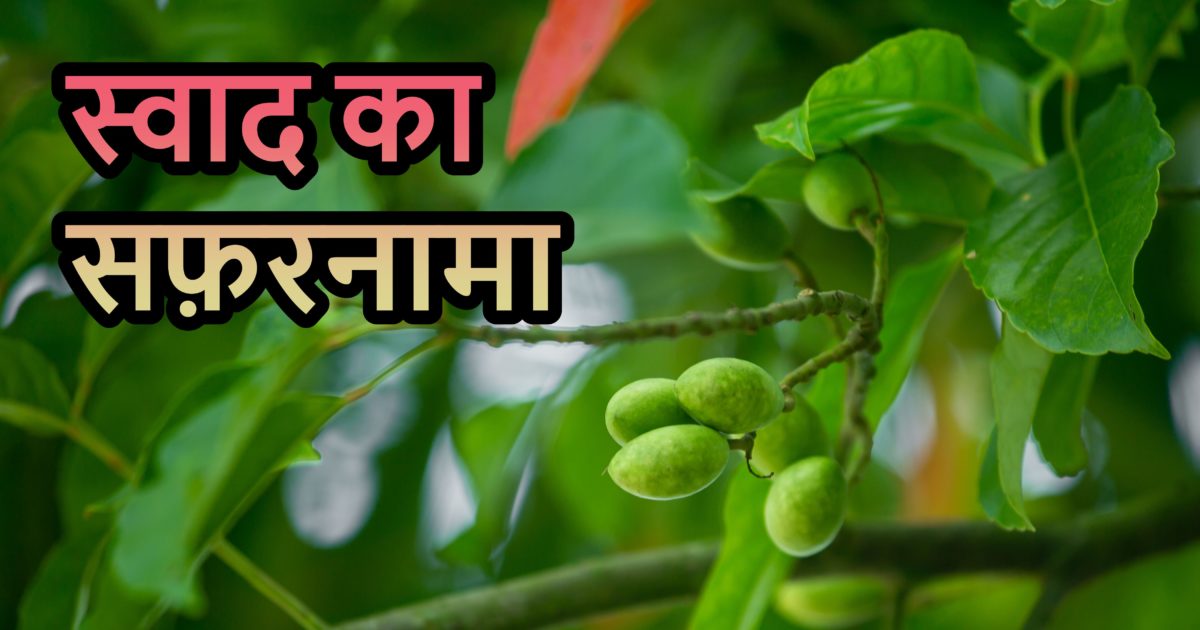 Olives are the fruit of India. Olives grow in Zalpaiguri! Beneficial