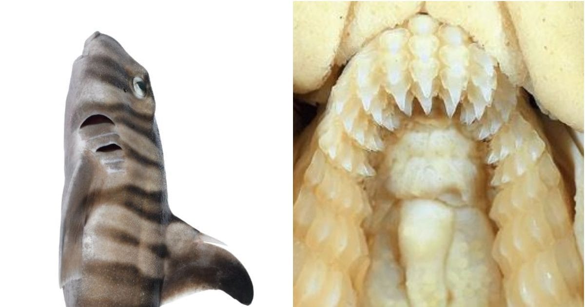 यहां मिली इंसानों जैसे दांतों वाली खौफनाक शार्क, बेहद डरावना है जिसका
