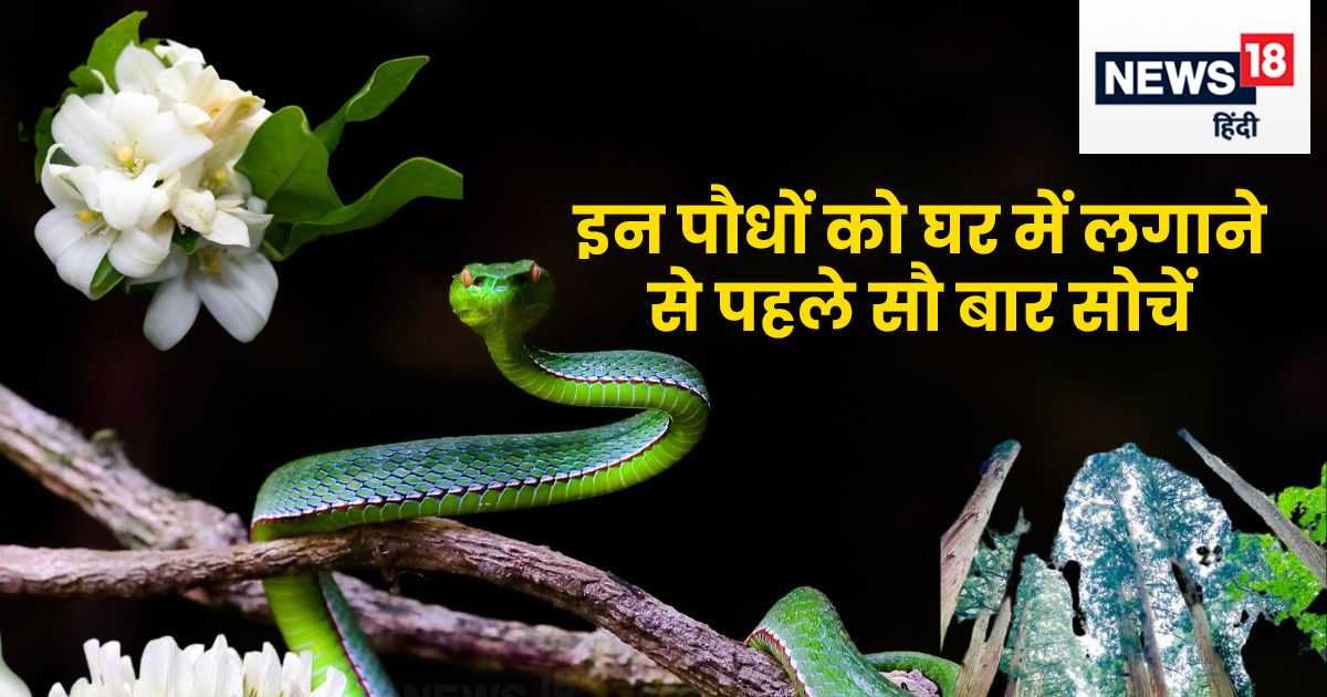 सांप को घर बुलाने का खुला आमंत्रण हैं ये 5 पौधे, भूलकर भी आसपास न लगाएं