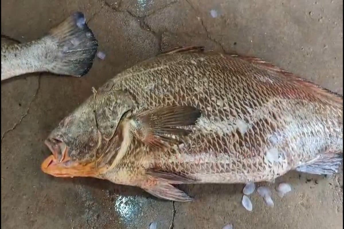 किस्‍मत हो तो ऐसीरातोंरात बदल गई मछुआरों की जिंदगी, 31 हजार रुपए किलो  वाली मछली बेचकर बने लखपति - Fishermen made lakhs after selling mos