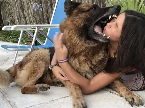 dog attacks girl