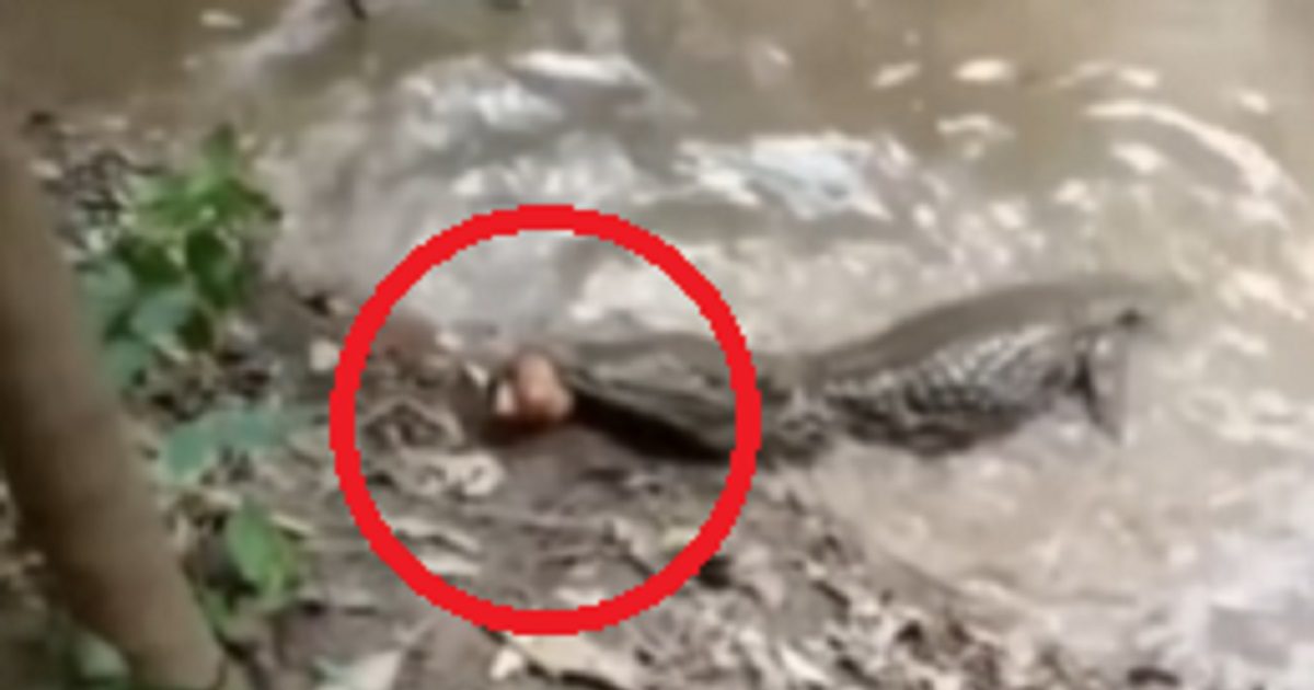 पिद्दीसी मछली का शिकार करने गया था मगरमच्छ, ईल ने मारा ऐसा करंट, तड़प