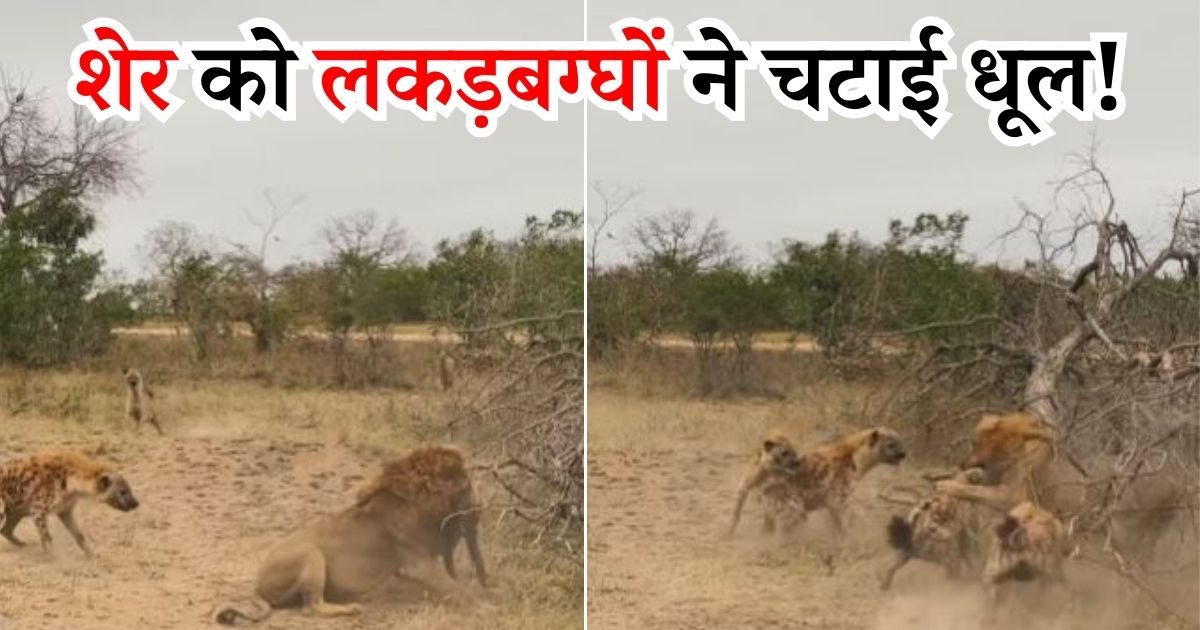 Viral Video: शेर ने किया लकड़बग्घे पर हमला, तभी मदद को आ गए साथी, 'जंगल
