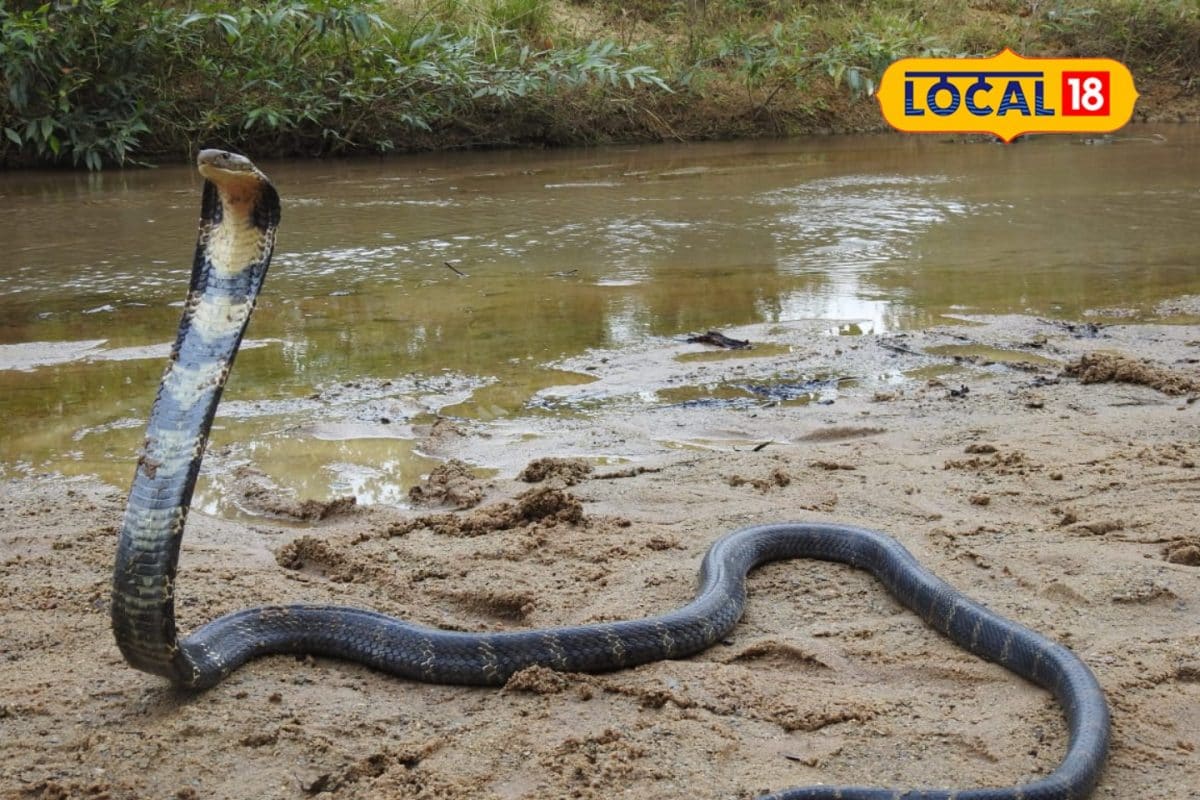 कोरबाः किंग कोबरा को बचाने की नई पहल, छत्तीसगढ़ की ये संस्थाएं करेगी काम