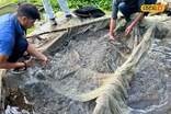 हार्ट अटैक से मौत का खतरा कम करती है ये मछली!