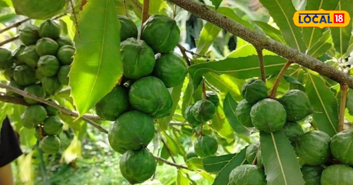 Macadamia nuts saplings in India could be profitable know almond