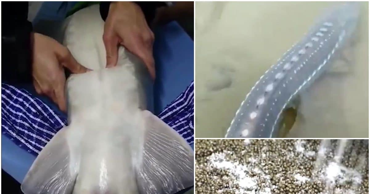 The most expensive food in the world, which costs 96 lakh rupees, is