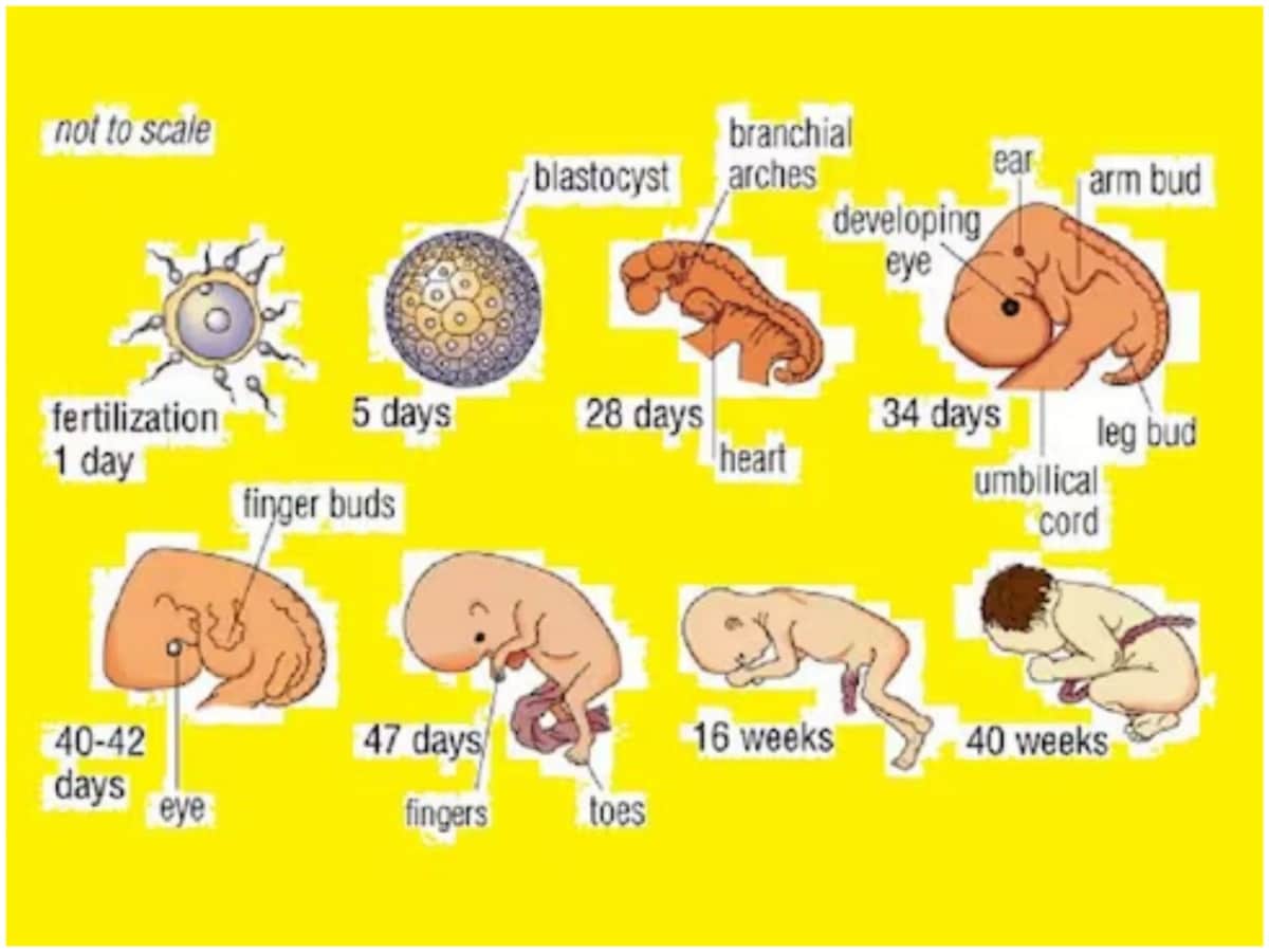 Embryo, Fetus, sperm, baby, six weeks pregnancy, pregnancy, rights of unborn baby, eggs, reproductive organs, Uterus, Ovaries, Fallopian Tube, Uterus, Vagina, baby formation from sperms, testtube baby, female embryo, male embryo, sperm and eggs, स्‍पर्म से कैसे बनता है बेबी, गर्भधारण,  हफ्ते की प्रेग्‍नेंसी, भ्रूण का विकास
