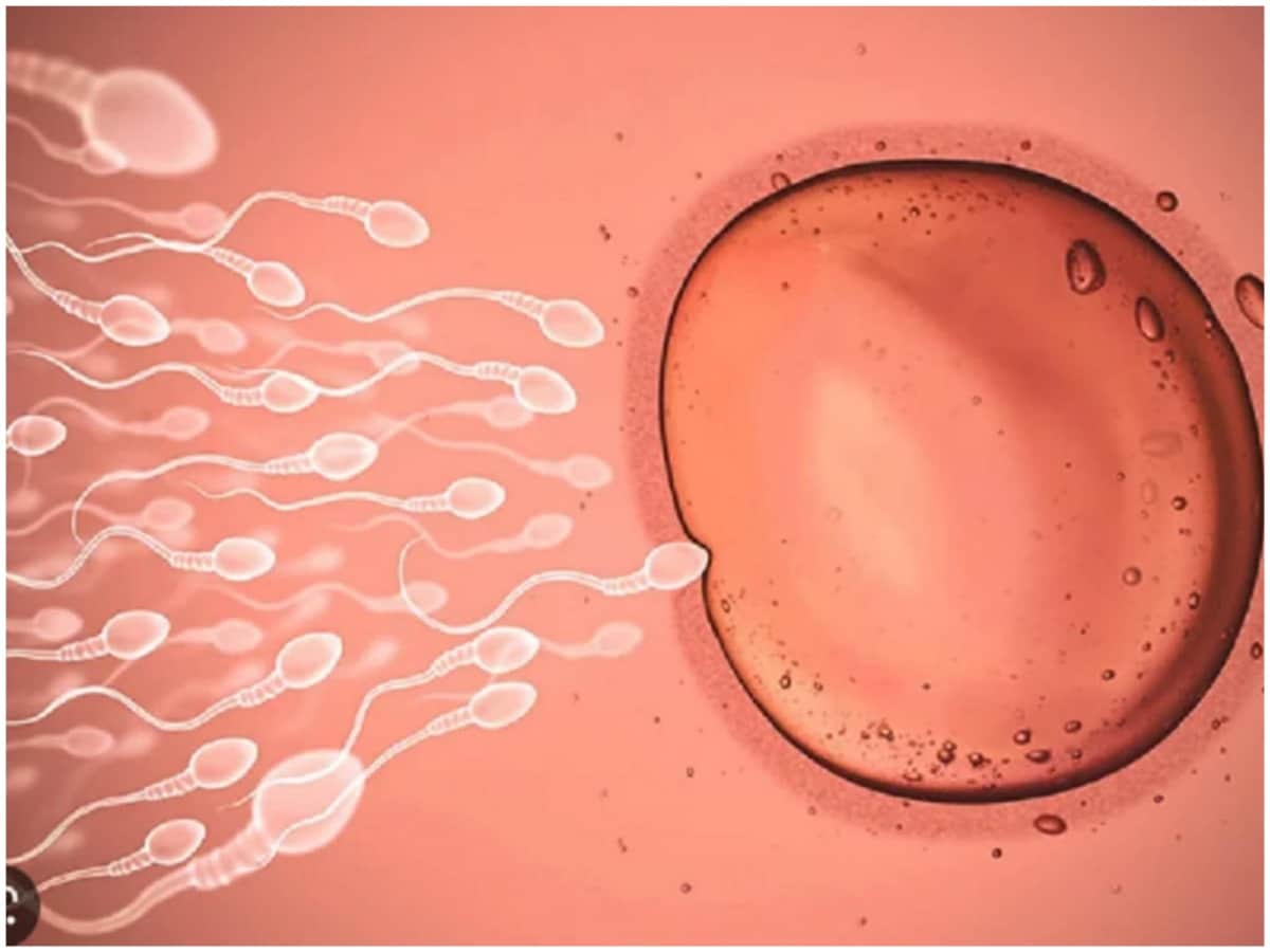 Embryo, Fetus, sperm, baby, six weeks pregnancy, pregnancy, rights of unborn baby, eggs, reproductive organs, Uterus, Ovaries, Fallopian Tube, Uterus, Vagina, baby formation from sperms, testtube baby, female embryo, male embryo, sperm and eggs, स्‍पर्म से कैसे बनता है बेबी, गर्भधारण,  हफ्ते की प्रेग्‍नेंसी, भ्रूण का विकास