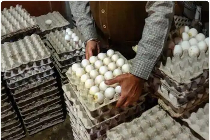 अंडा पहले आया या मुर्गी? संडे हो या मंडे रोज खाएं अंडे | - News in