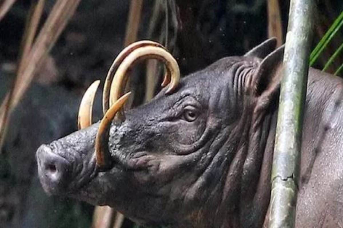 किस काम आता है सुअर का दांत, कितने रुपये में और कहां मिल सकता है? नहीं जानते होंगे 99 फीसदी लोग! - What is pig tooth used for how much cost where