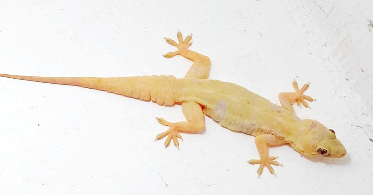 छिपकली के काटने पर क्या करना चाहिए, क्या जान जाने का होता है खतरा? हर