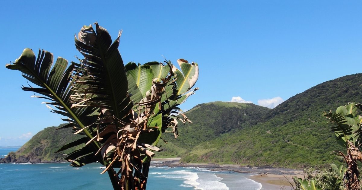 ऐसा कौन सा पेड़ है जिसमें लकड़ी नहीं होती? क्‍या आपको पता है सही जवाब Do you know which tree