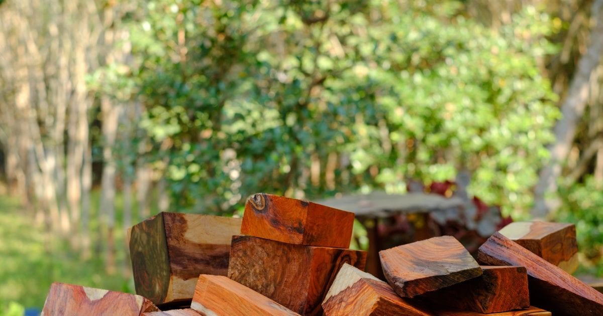 ये पेड़ आपको बना सकते हैं लखपत‍ि, एक किलो लकड़ी की कीमत हजारोंलाखों