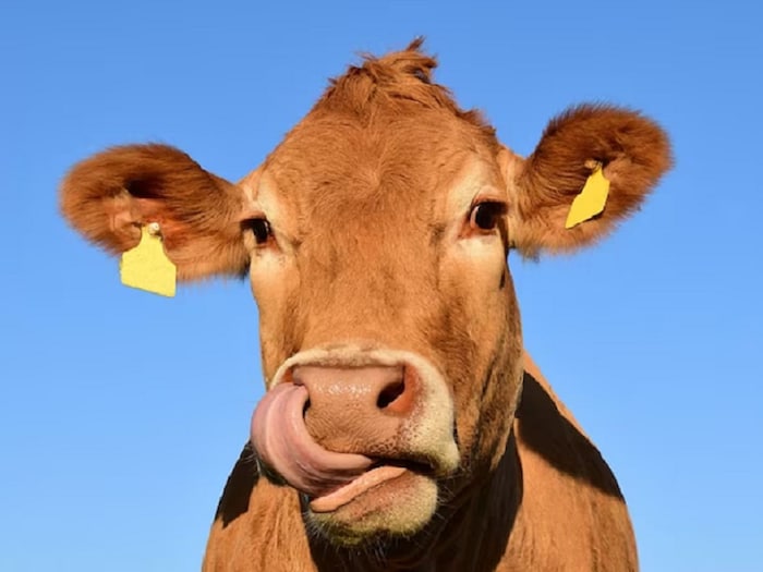 courtesy israel dairy