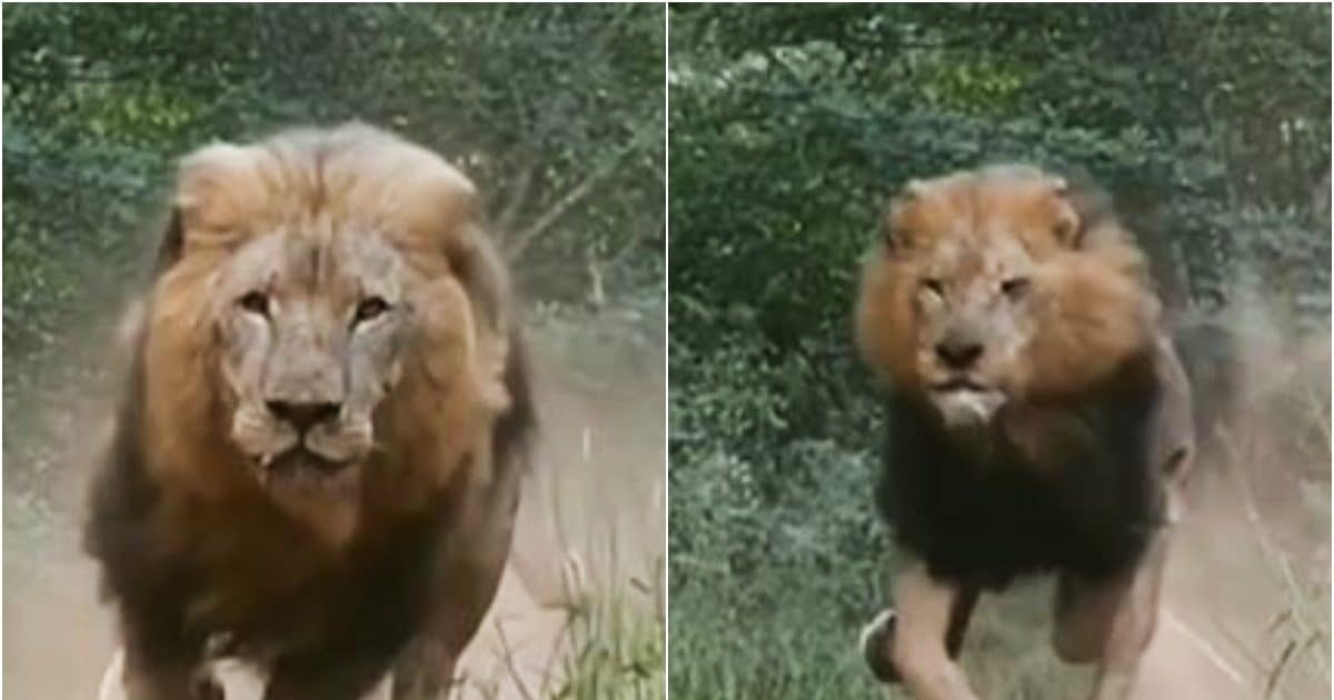 लकड़बग्घों ने किया शेरनी पर अटैक, फिर शेर ने यूं बचाई अपनी बहन की जान