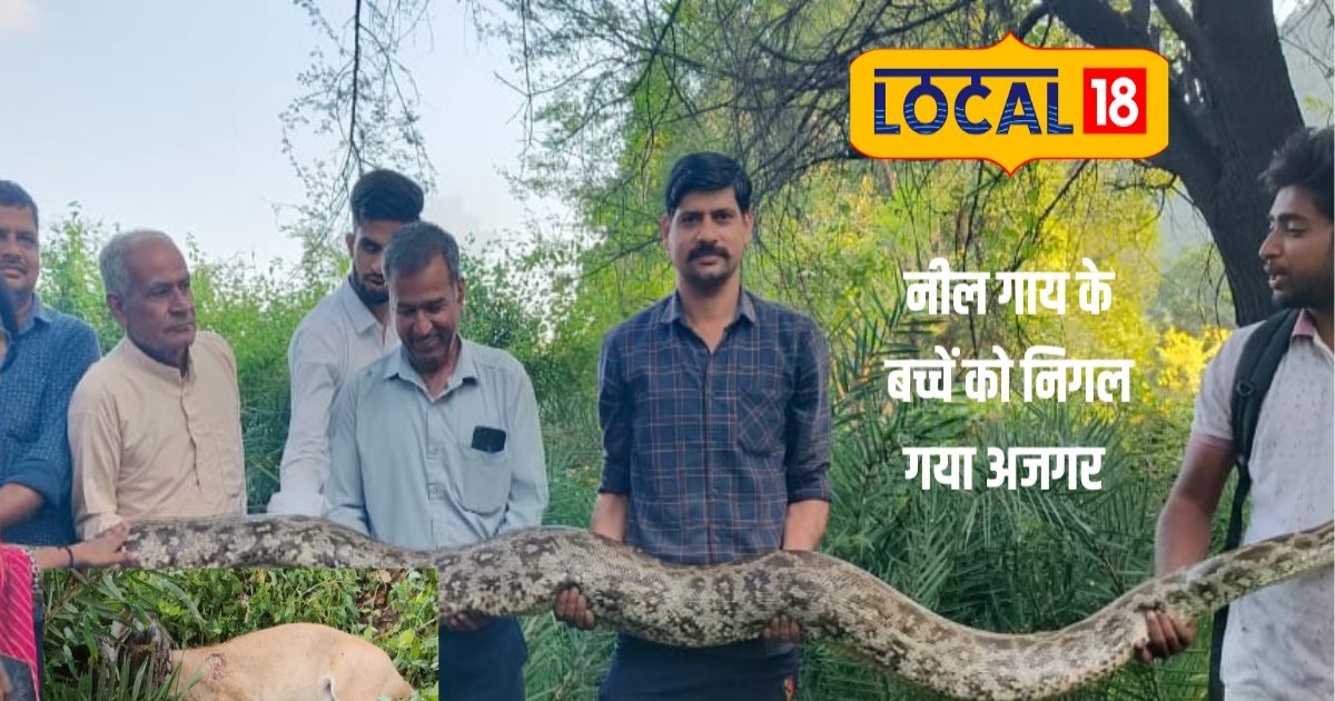 Video: 10 फीट लंबे व 100 किलो वजनी शिकारी ने नीलगाय के बच्चे को दबोचा ...