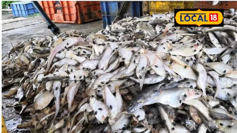 ग़ाज़ीपुर मछली मार्केट