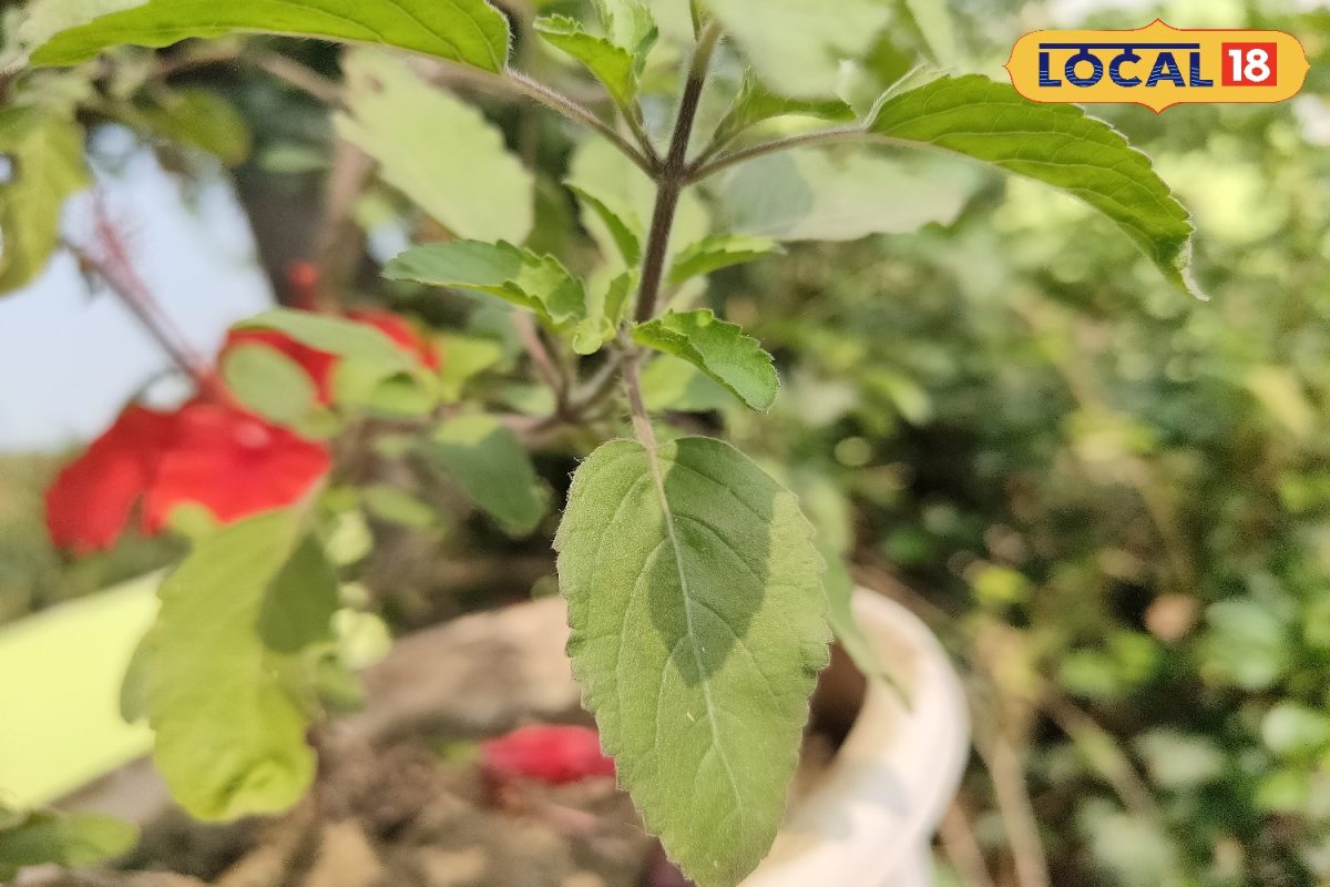 कई बीमारियां में ‘जादू’ जैसा काम करती है तुलसी की पत्तियां, जानें इसके लाभ
