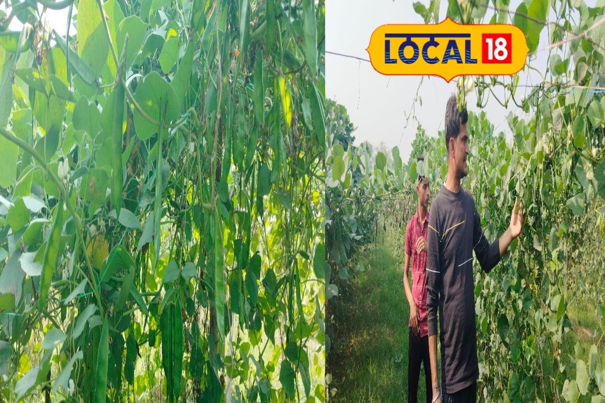 कम लागत में करें इस सब्जी की खेती,  4 महीने में ही हो जाएगी 3 लाख की कमाई
