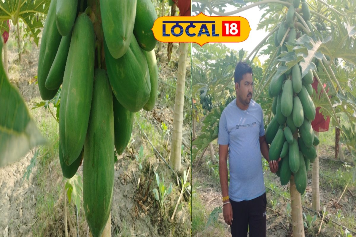 इस नस्ल के पौधे में आता है 3 किलो का पपीता, पहले ही साल कर ली 5 लाख की कमाई