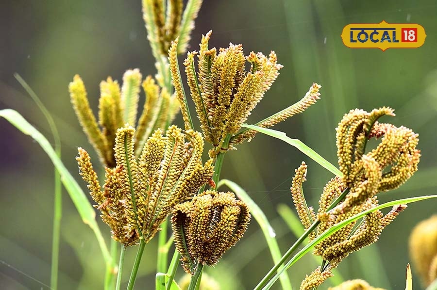 सर्दियों में शरीर को गर्म रखेंगे ये 5 पहाड़ी अनाज, डायबिटीज हमेशा रहेगी दूर