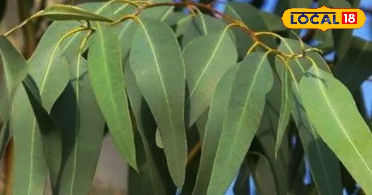 स्वास्थ्य के लिए अमृत है यह पत्ता, सर्दीजुखाम कर देगा खत्म , गठिया