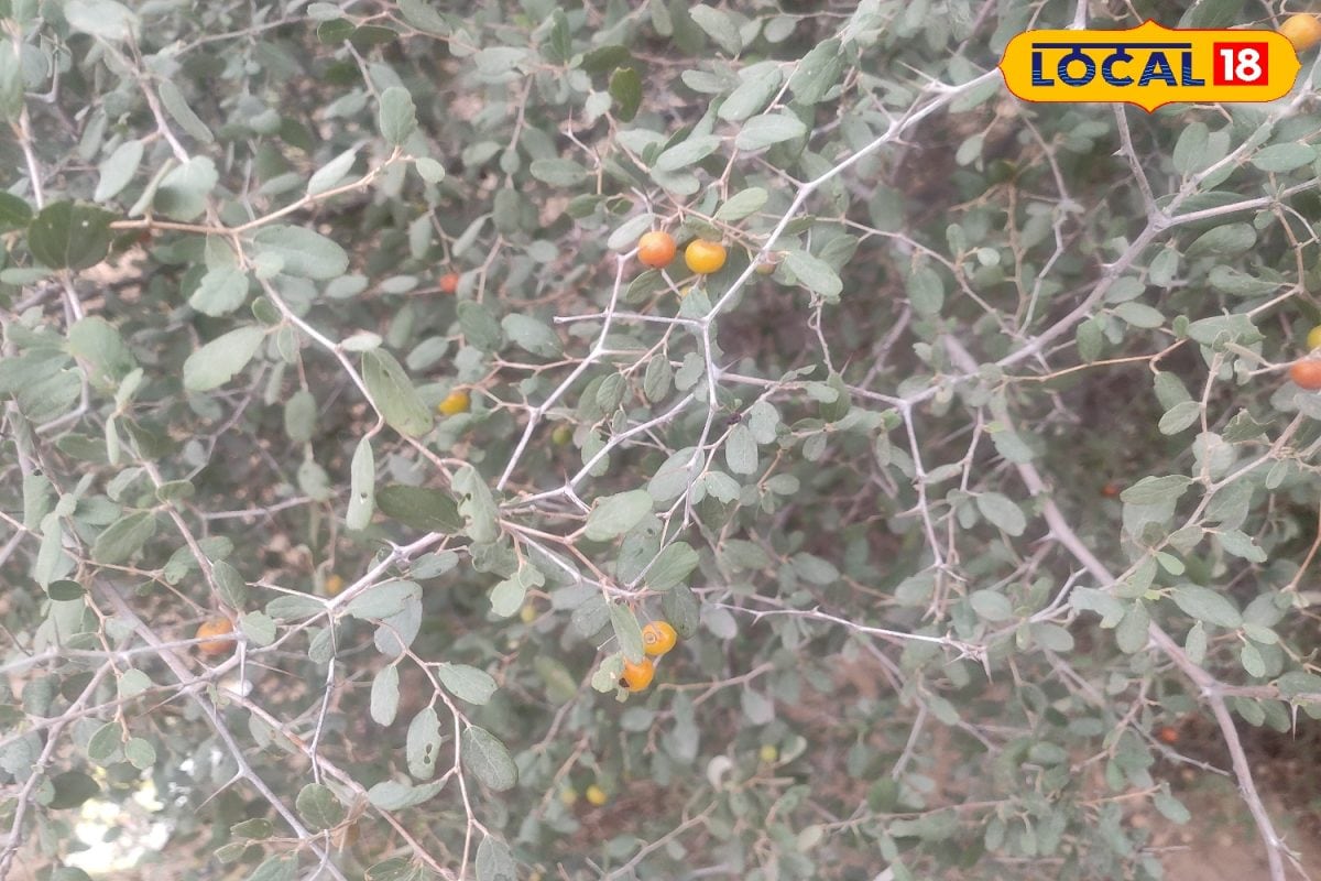 विटामिन और मिनरल्स से भरपूर है यह फल…कैंसर से लड़ने में है सहायक