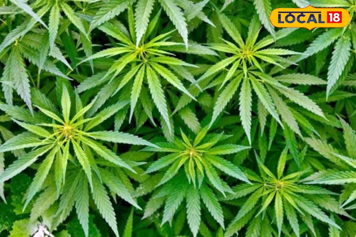 Hemp Seed Benefit: दर्द निवारक है ये औषधीय पौधा, ओमेगा थ्री से भरपूर!