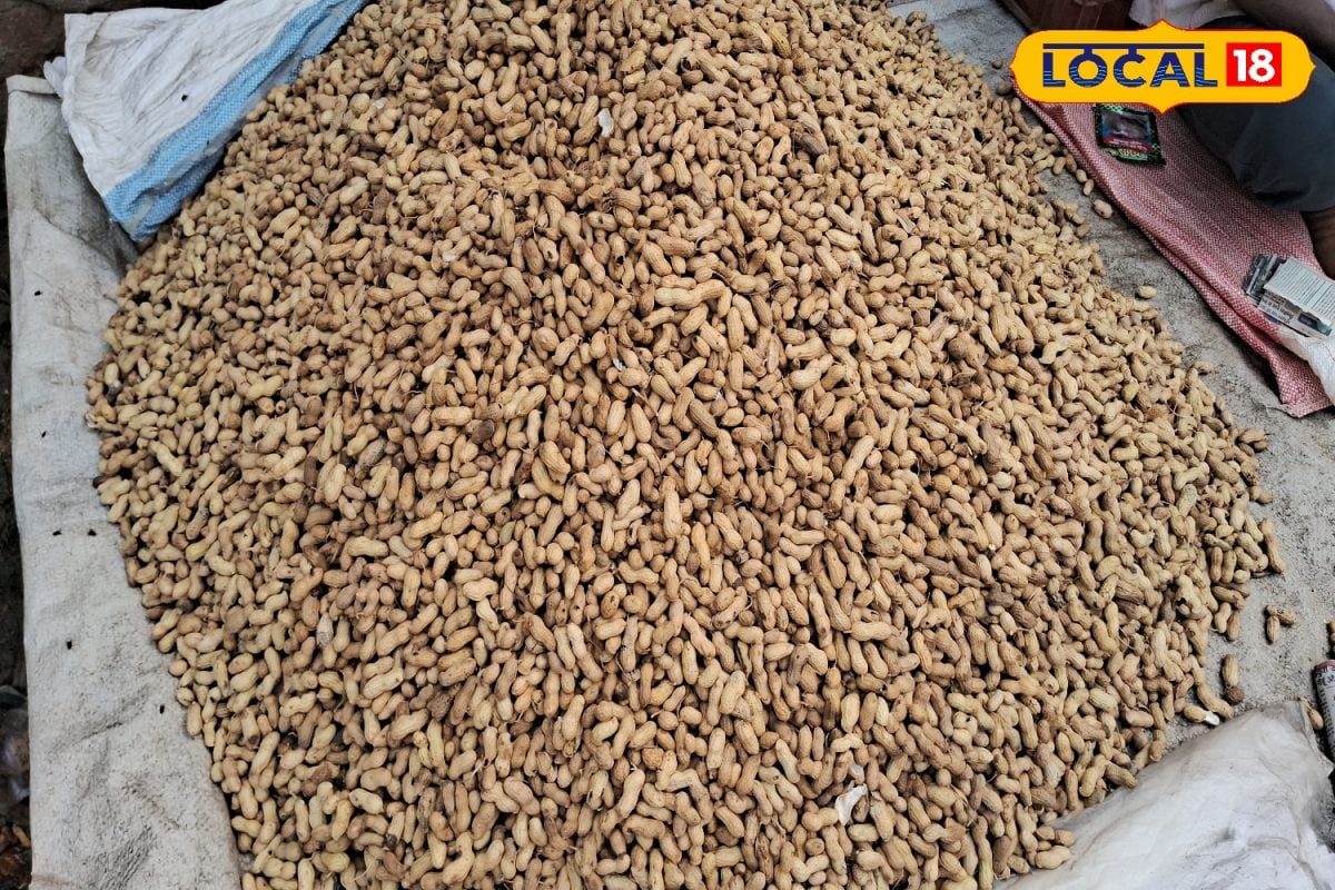 सर्दियों में करें मूंगफली का सेवन, डॉक्टर से जानें सेहत के लिए कितनी फायदेमंद