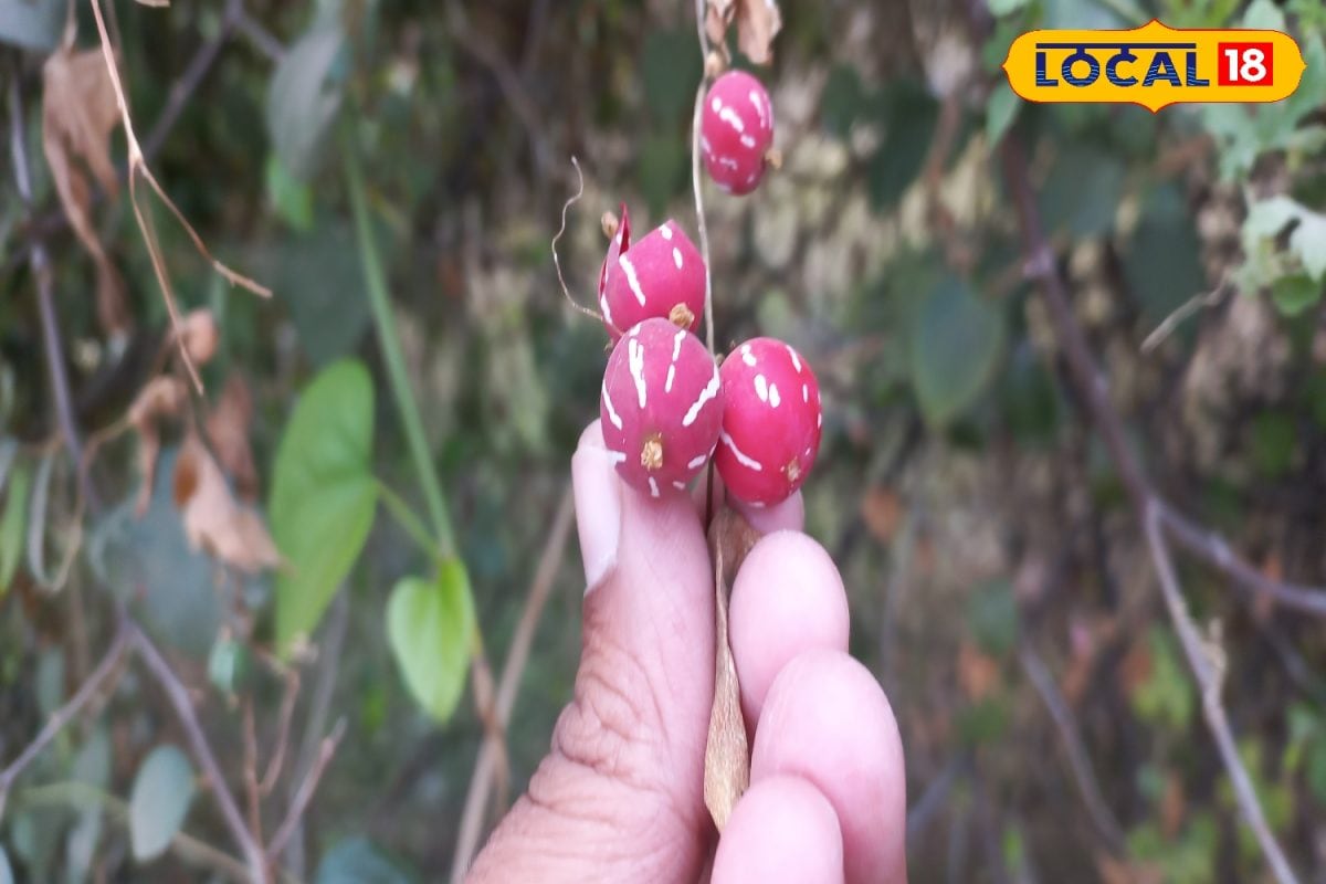 ये है शिवलिंगी; औषधि से भरपूर ये फल पुरुषों को दे बल, संतान उत्पत्ति में करागर