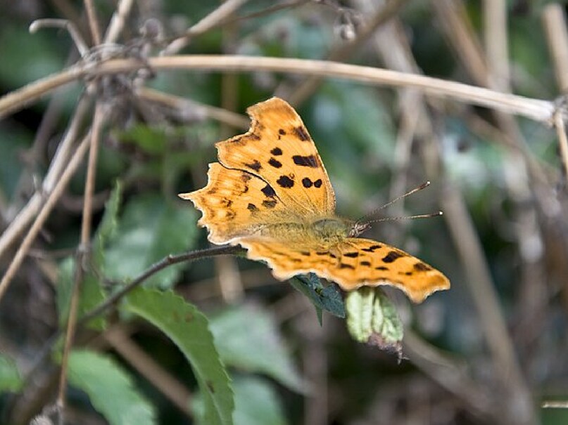 Pigmentation Insect How butterfly wings get their colourful pattern pigmentation and ...