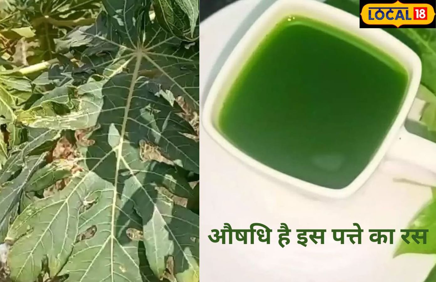 Papaya leaves benefits outlet in hindi