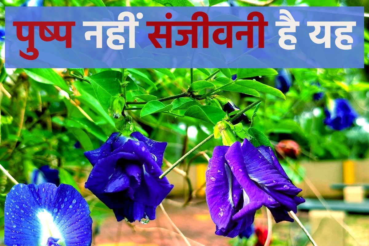 दिल, दिमाग और मन… क्या-क्या नहीं ठीक करता है यह दुर्लभ हर्बल पुष्प