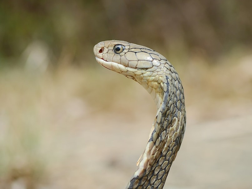 How many offspring king Cobra have in a year, Animal, animals, environment, king Cobra, snake, Cobra snakes, offspring of king cobra, eggs of king cobra, How many offspring king Cobra have in a year, Animal, animals, environment, king Cobra, snake, Cobra snakes, offspring of king cobra, eggs of king cobra,