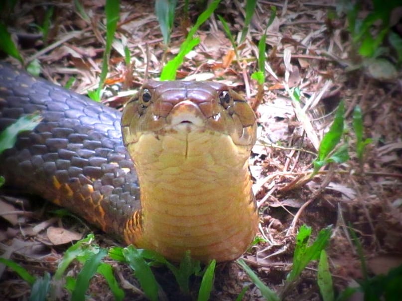 How many offspring king Cobra have in a year, Animal, animals, environment, king Cobra, snake, Cobra snakes, offspring of king cobra, eggs of king cobra, How many offspring king Cobra have in a year, Animal, animals, environment, king Cobra, snake, Cobra snakes, offspring of king cobra, eggs of king cobra,