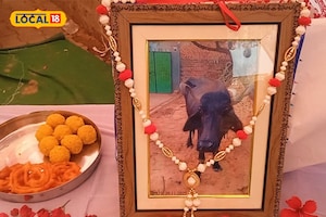 'लाडली' भैंस के मरने पर किसान ने किया मुत्युभोज, 400 लोगों को खिलाया देसी घी में बने पकवान