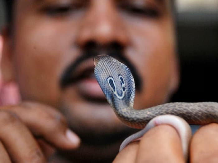 किंग और इंडियन कोबरा में क्या है अंतर, दोनों ने एक-दूसरे को काटा तो