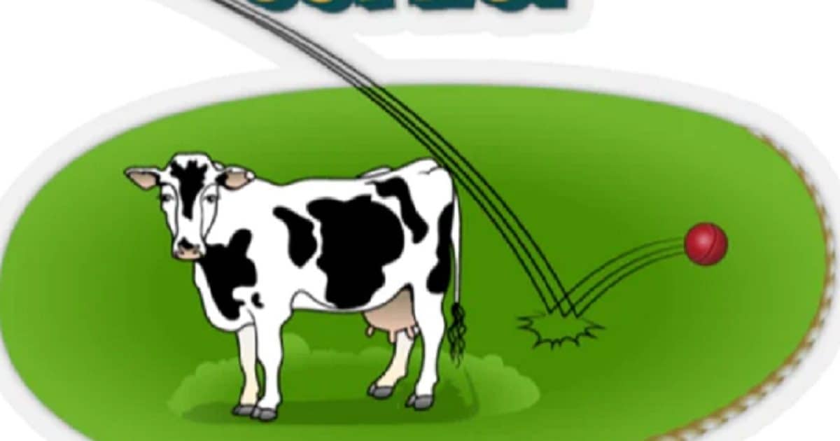 How many fielding positions are there in cricket, what is cow corner?