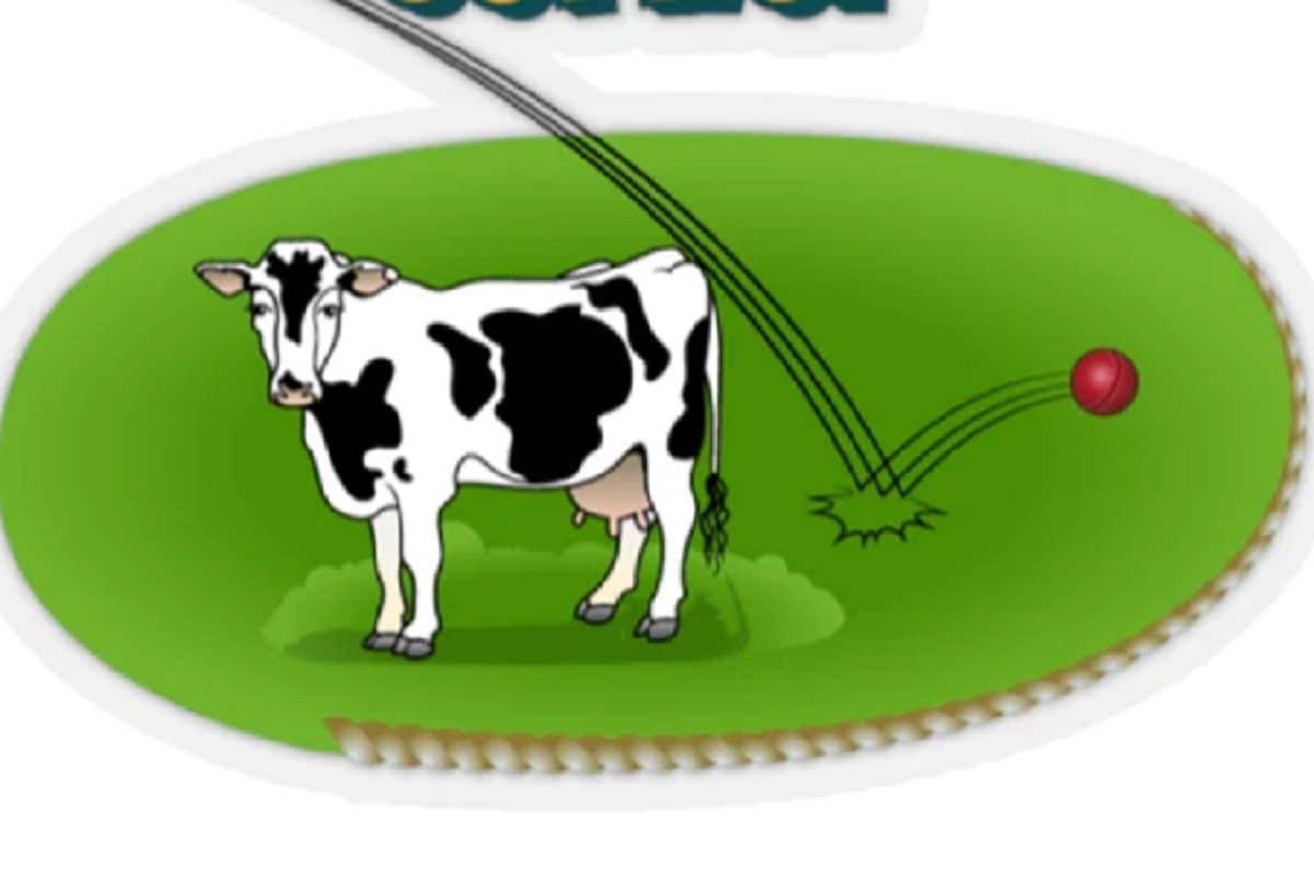 क्रिकेट में होती हैं कितनी फील्डिंग पोजिशंस, क्या होता है काऊ कॉर्नर