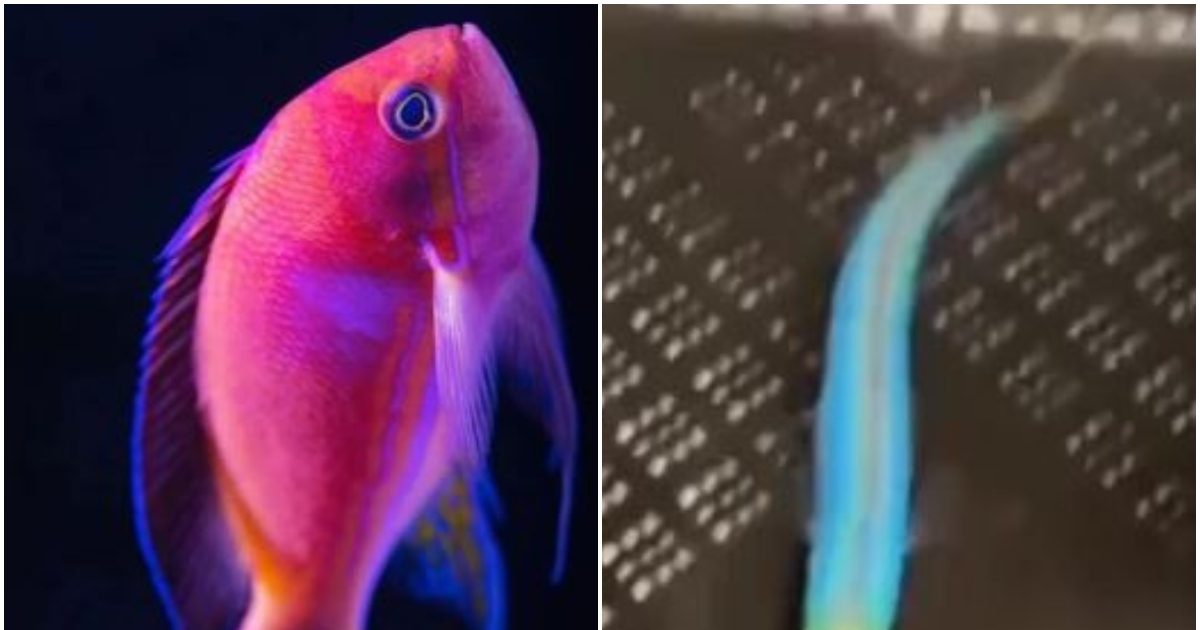 दुनिया की सबसे अजीबोगरीब मछली, गिरगिट की तरह बदलती है रंग, जानें कैसे