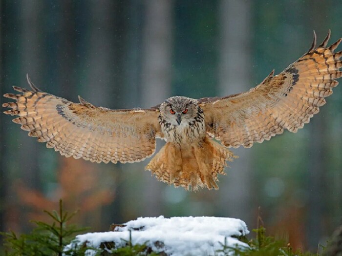 Normal Owl उल्लू क्यों नहीं होता 'उल्लू', उसके झुंड को क्यों कहा जाता है ...