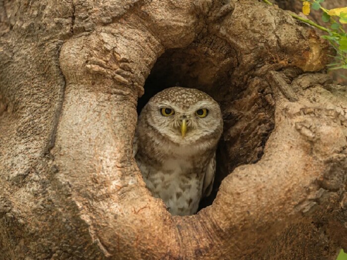 Normal Owl उल्लू क्यों नहीं होता 'उल्लू', उसके झुंड को क्यों कहा जाता है ...