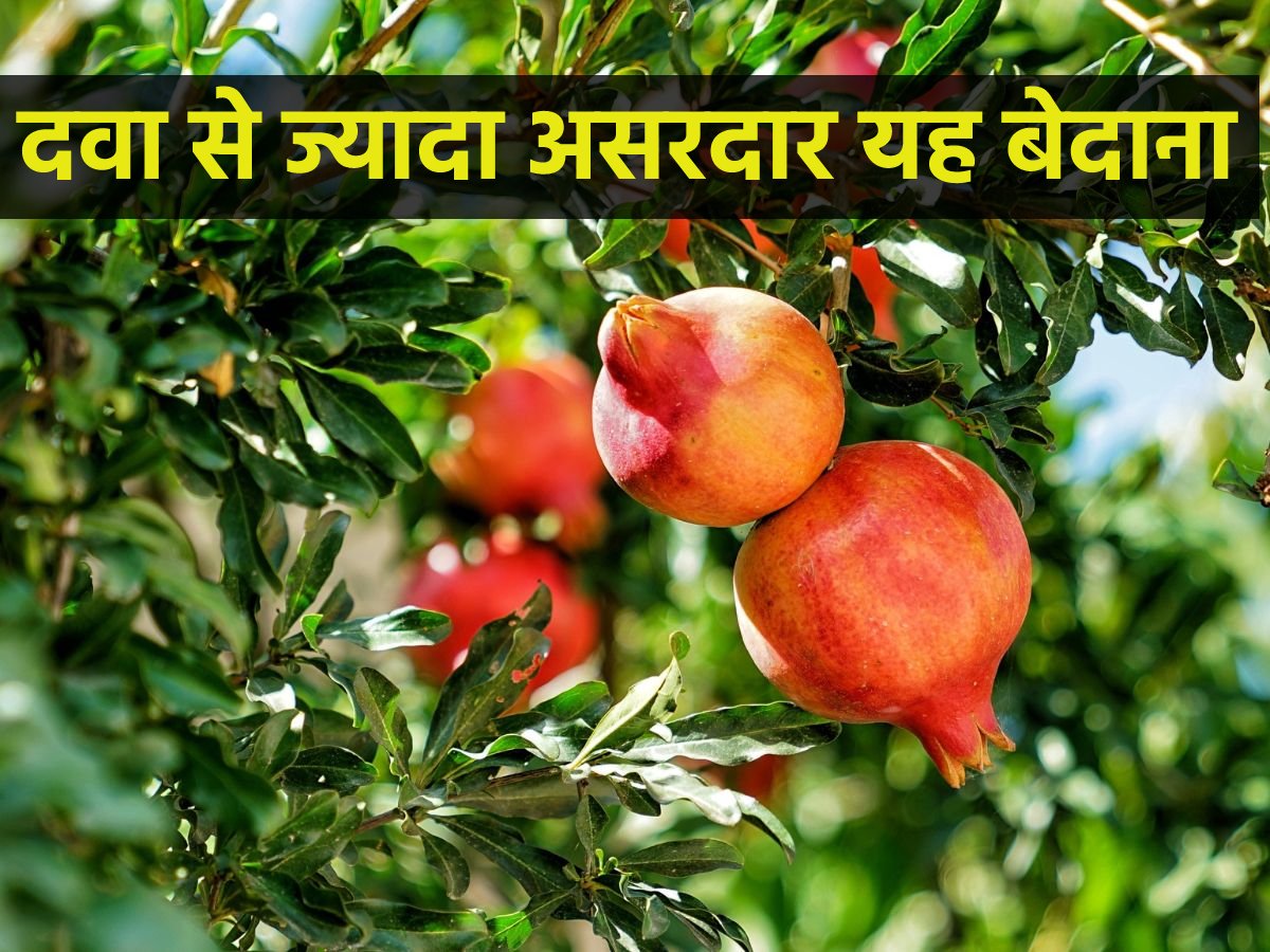 Pomegranate in deals hindi