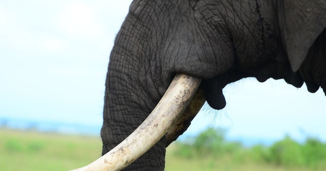 Ivory Expensive आखिर क्यों हाथी दांत सोने से भी कीमती होते हैं, कितना होता है मूल्य ...